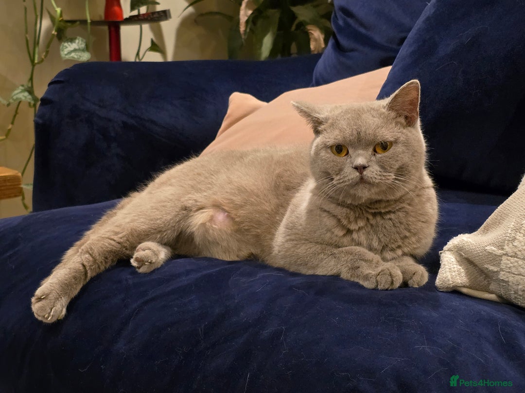 British Shorthair cats for sale: 🤎gccf redgistered British Shorthair Kittens🤎 - Image 8