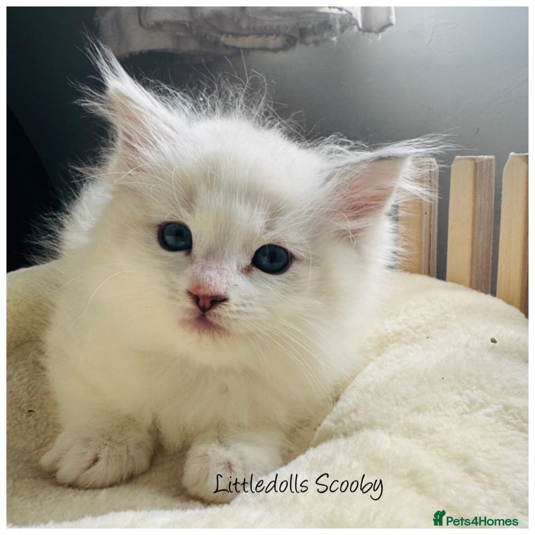 Ragdoll cats for sale: Champion line Ragdoll kittens GCCF registered - Image 7