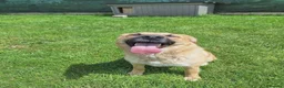 Mixed Breed dogs for adoption: Ruby for adoption!  in Brackley - Advert 11