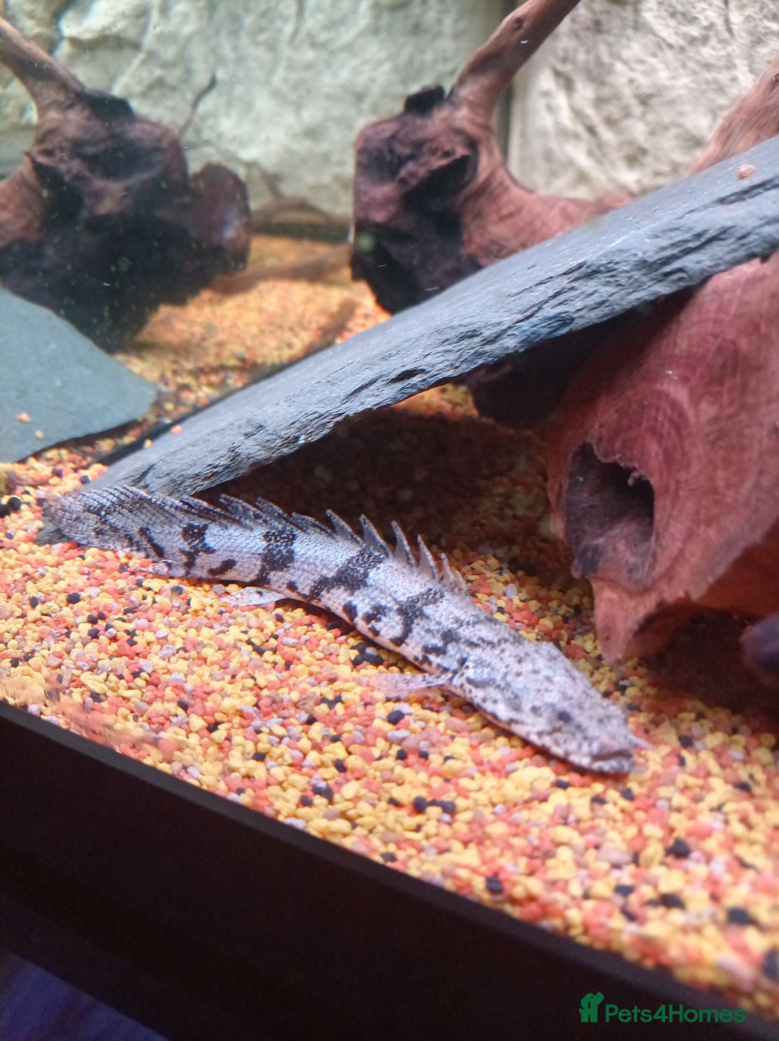 Cichlids fish ElectricDempsey X3,bichir,catfish,pleco,Oscar,barb - Advert 2