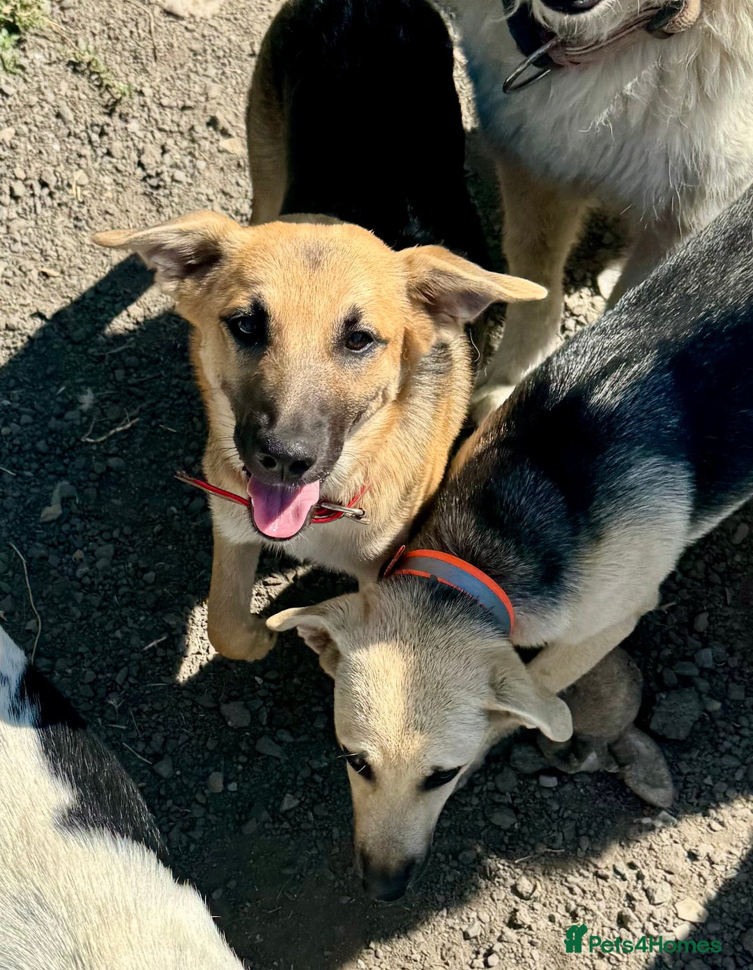 Mixed Breed dogs for sale: Belgian X Collie, 4 beautiful girls, 6 months old  - Image 12