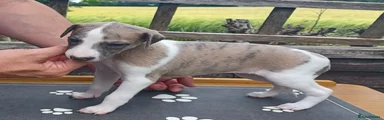 Whippet 1