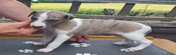 Whippet dogs for sale: KC Registered Whippet Puppies in Cambridge - Advert 6