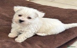 West Highland Terrier dogs for sale: Gorgeous West Highland Pups - Image 1