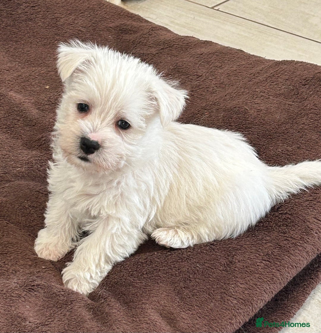 West Highland Terrier dogs for sale: Gorgeous West Highland Pups - Image 1