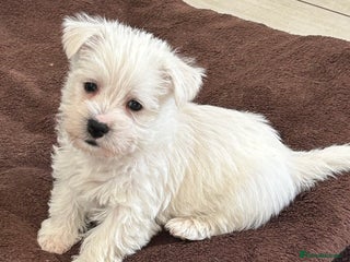 West Highland Terrier dogs Gorgeous West Highland Pups - Advert 6