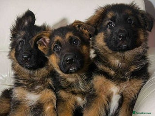 German Shepherd dogs - Advert 27