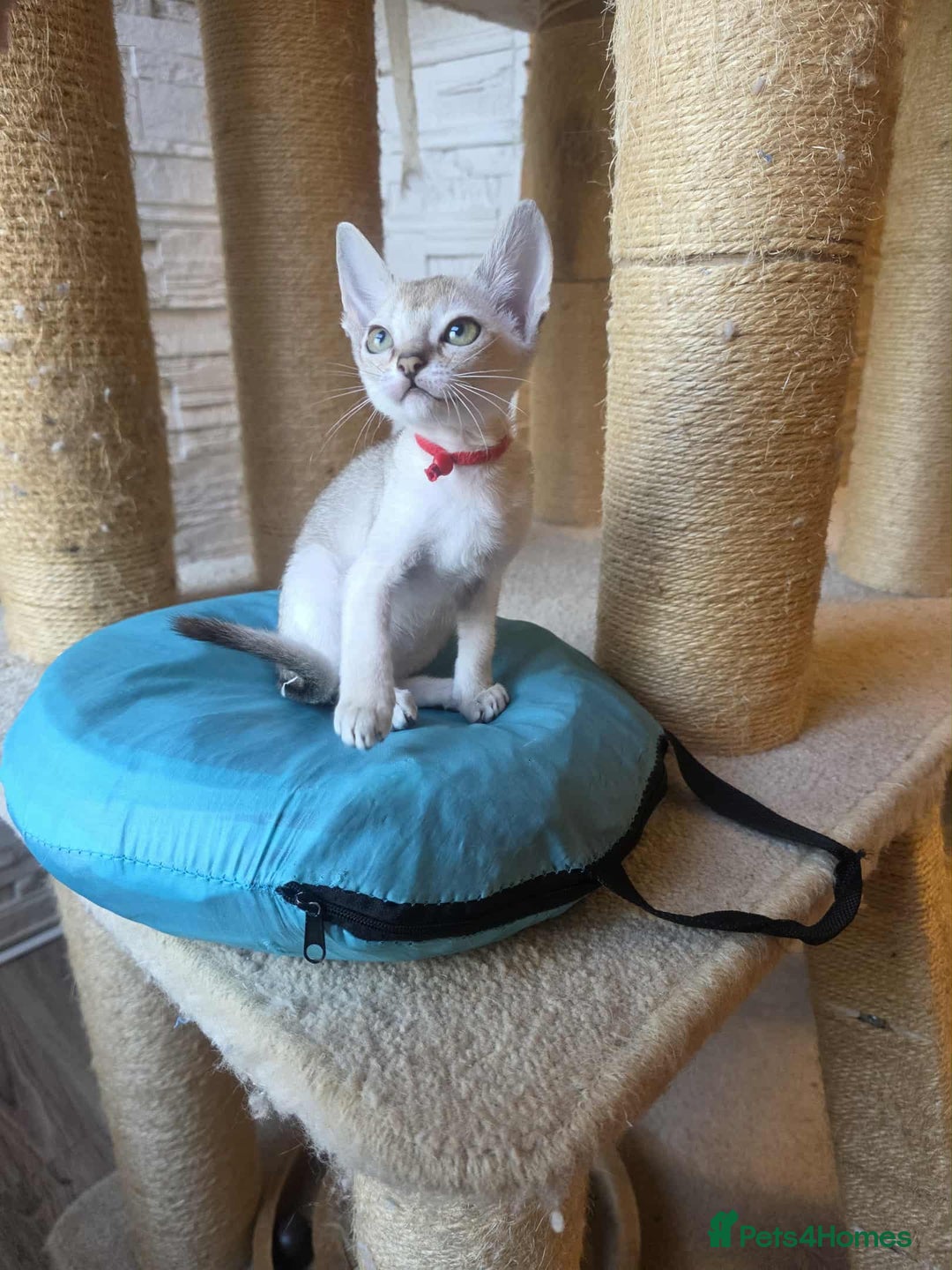 Singapura cats for sale: Stunning Singapura kittens  - Image 34