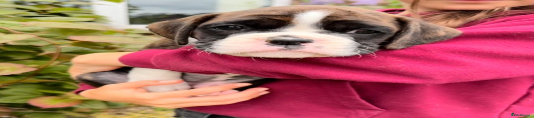 Boxer Puppy 3