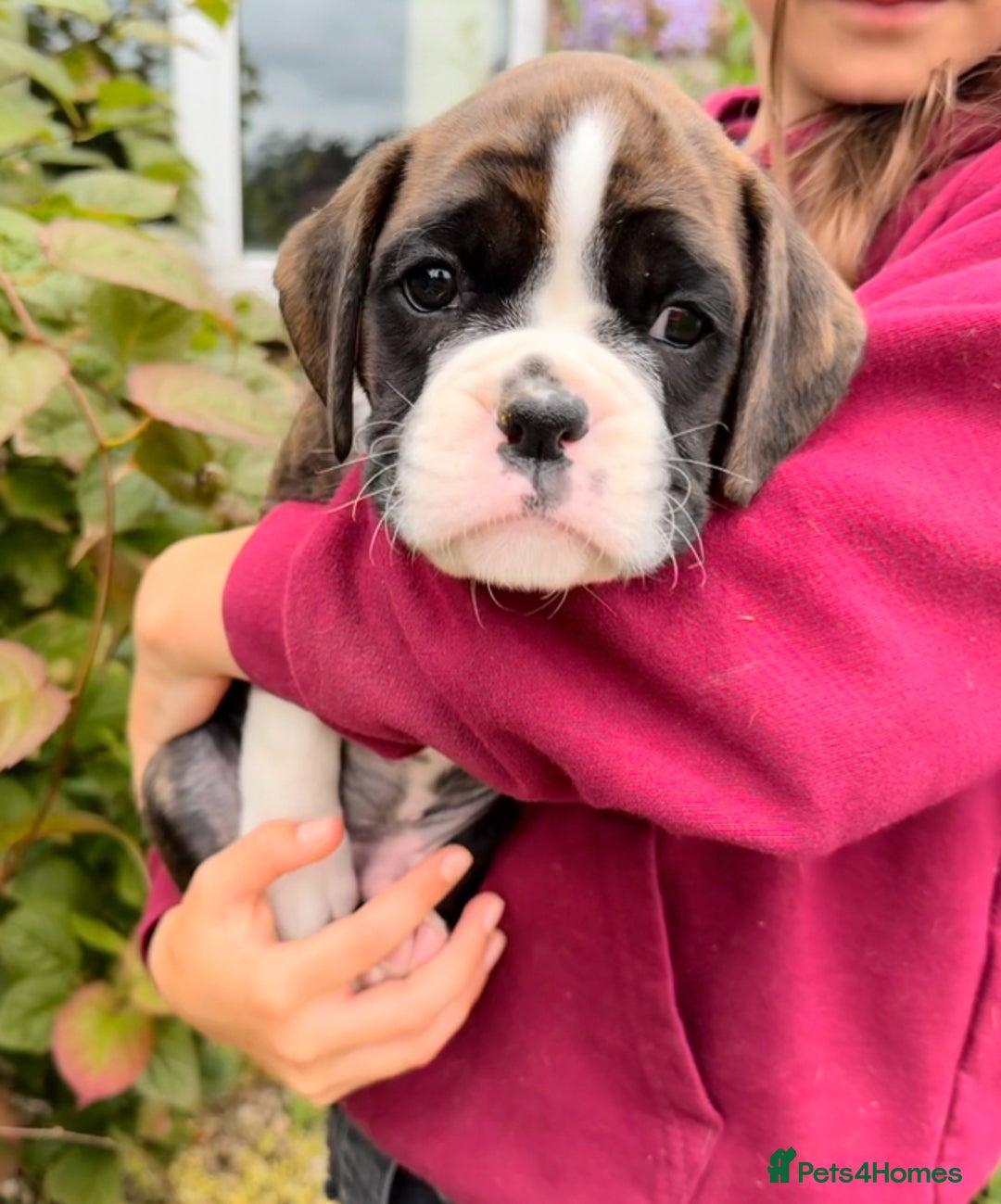 Boxer dogs for sale: Gorgeous boxer puppies from health tested parents  - Image 7