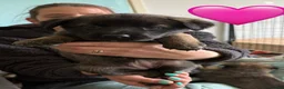 Mixed Breed dogs for sale: Beautiful malanois x german shepherd puppies - Advert 27