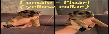 Mearl - Female (yellow collar)