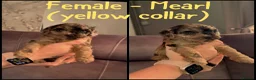 Maltipoo dogs for sale: Stunning miniature Maltipoo Puppies - Advert 11