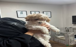 Maltipoo dogs for sale: 3 Gorgeous Maltipoo Puppies - Advert 8