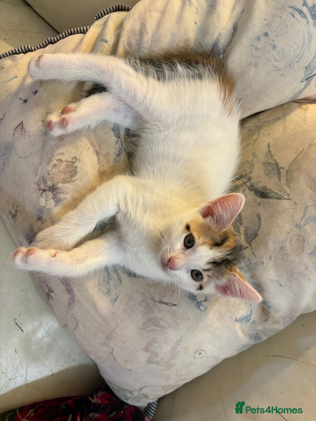 Mixed Breed cats for sale: Beautiful long and short haired kittens  - Advert 15