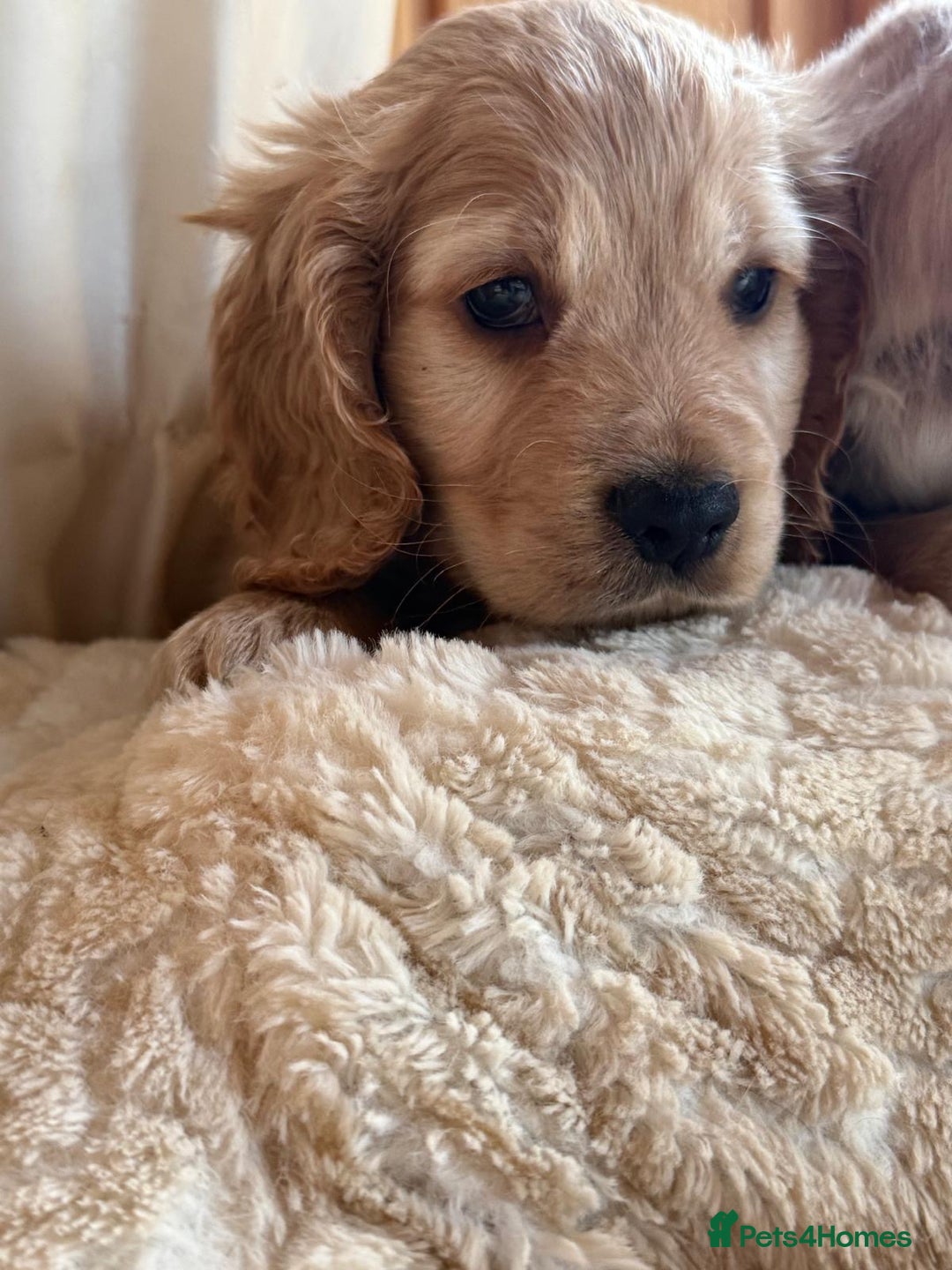 Cocker Spaniel dogs for sale: My pups🐾 fection show type cocker spaniel  - Advert 5