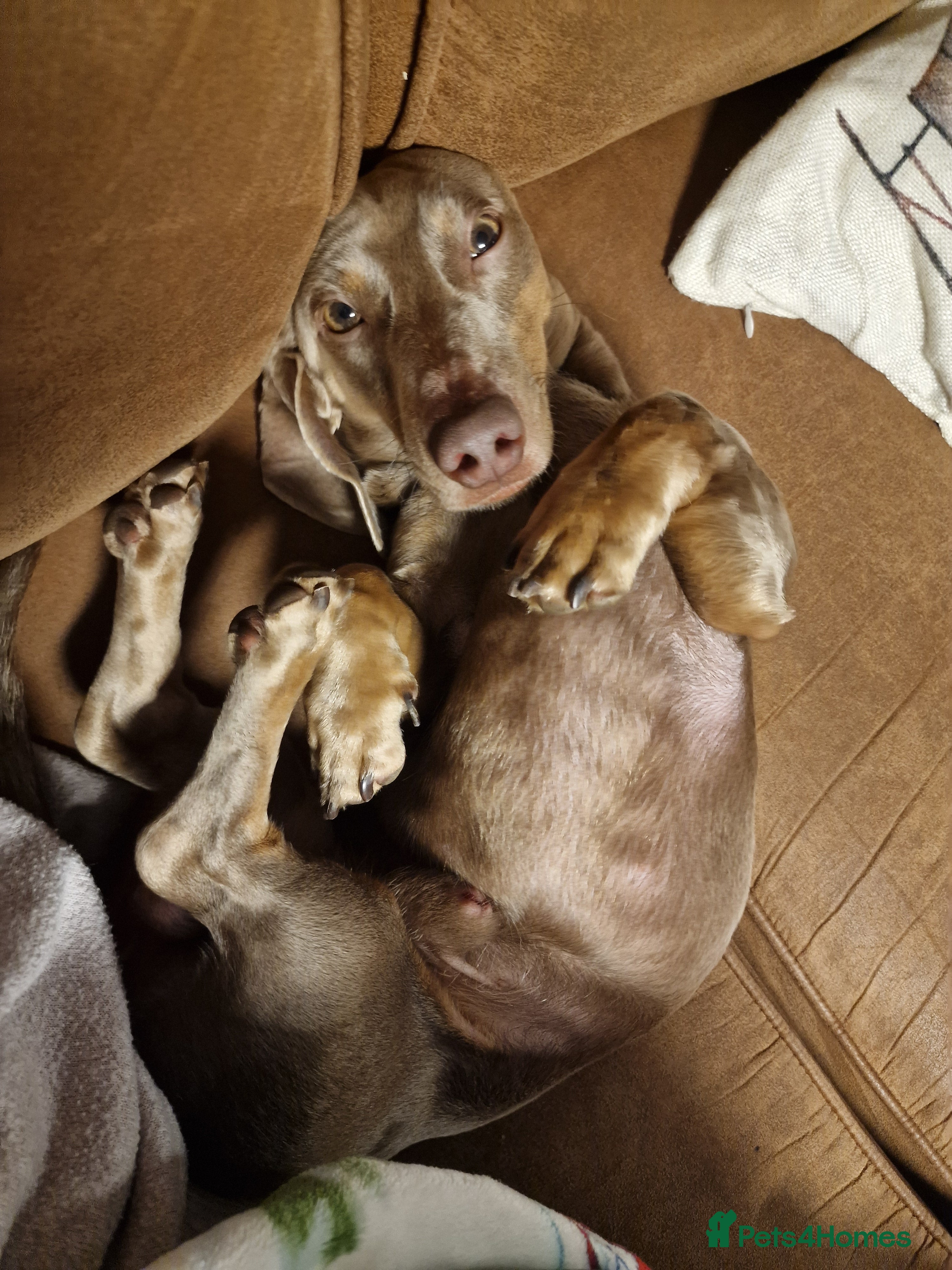 Dachshund dogs Snoopy the daschund  - Advert 1