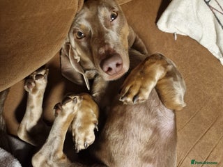 Dachshund dogs Snoopy the daschund - Advert 1