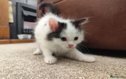 Ragdoll cats for sale: Persian ragdoll - Image 13
