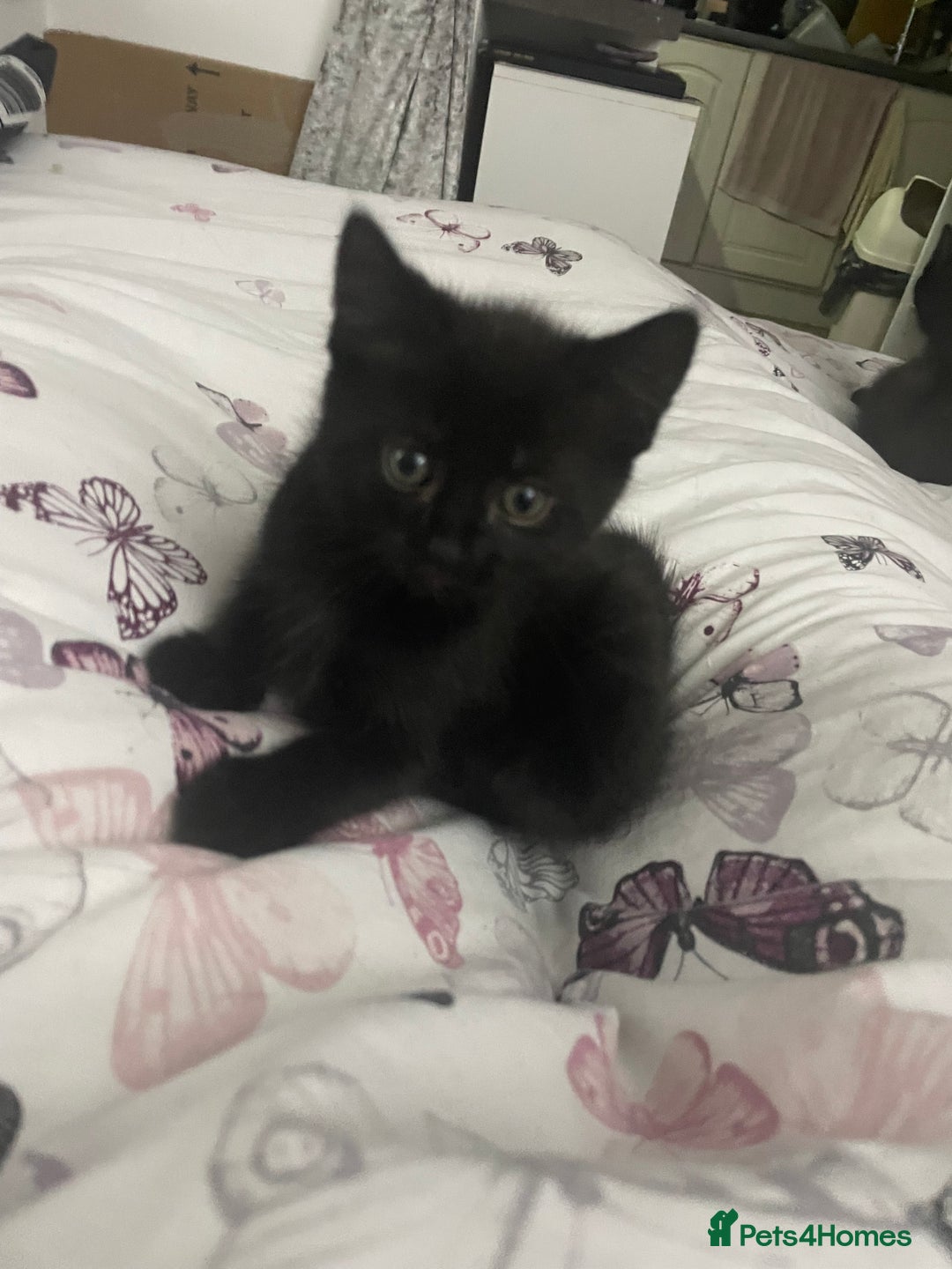Mixed Breed cats for sale: Ready now kittens  - Image 2