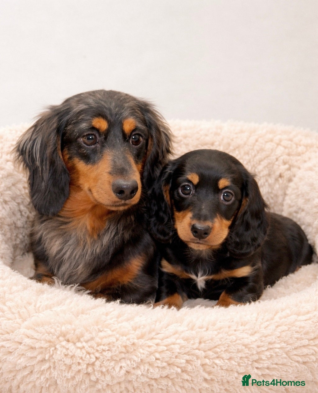 Dachshund dogs Miniature long haired Dachshund puppies  - Advert 11