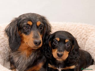 Dachshund dogs Miniature long haired Dachshund puppies - Advert 11