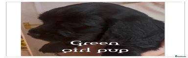 Cocker Spaniel 6