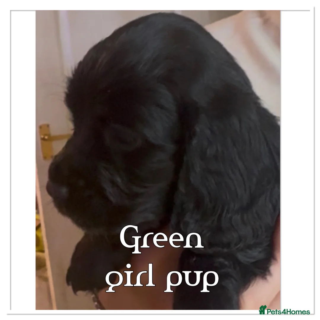 Cocker Spaniel dogs for sale: beautiful litter of chunky show cockerspaniel pups - Advert 11
