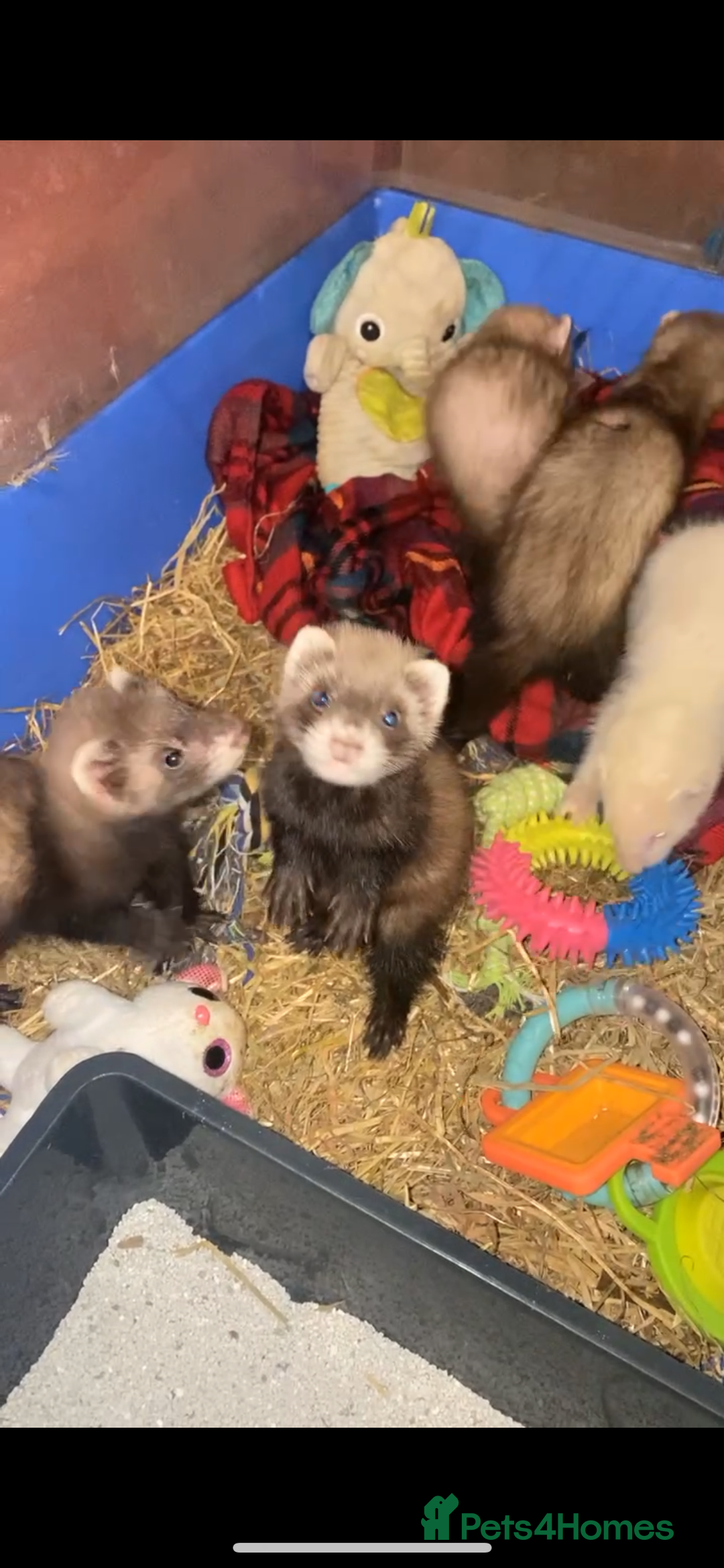 Ferret rodents for sale: Ferrets for sale  - Image 2