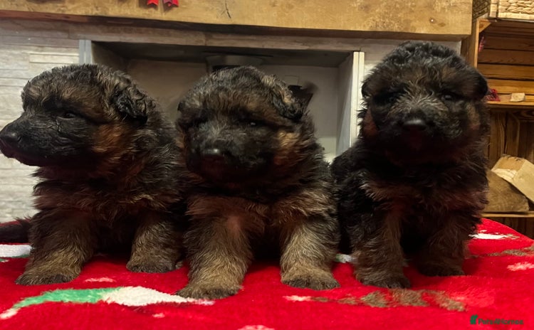 German Shepherd dogs Outstanding long haired Gsd pups  for sale  - Advert 15