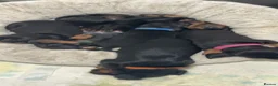 Miniature Dachshund dogs for sale: Miniature Black and Tan dachshunds  in Glenrothes - Advert 2
