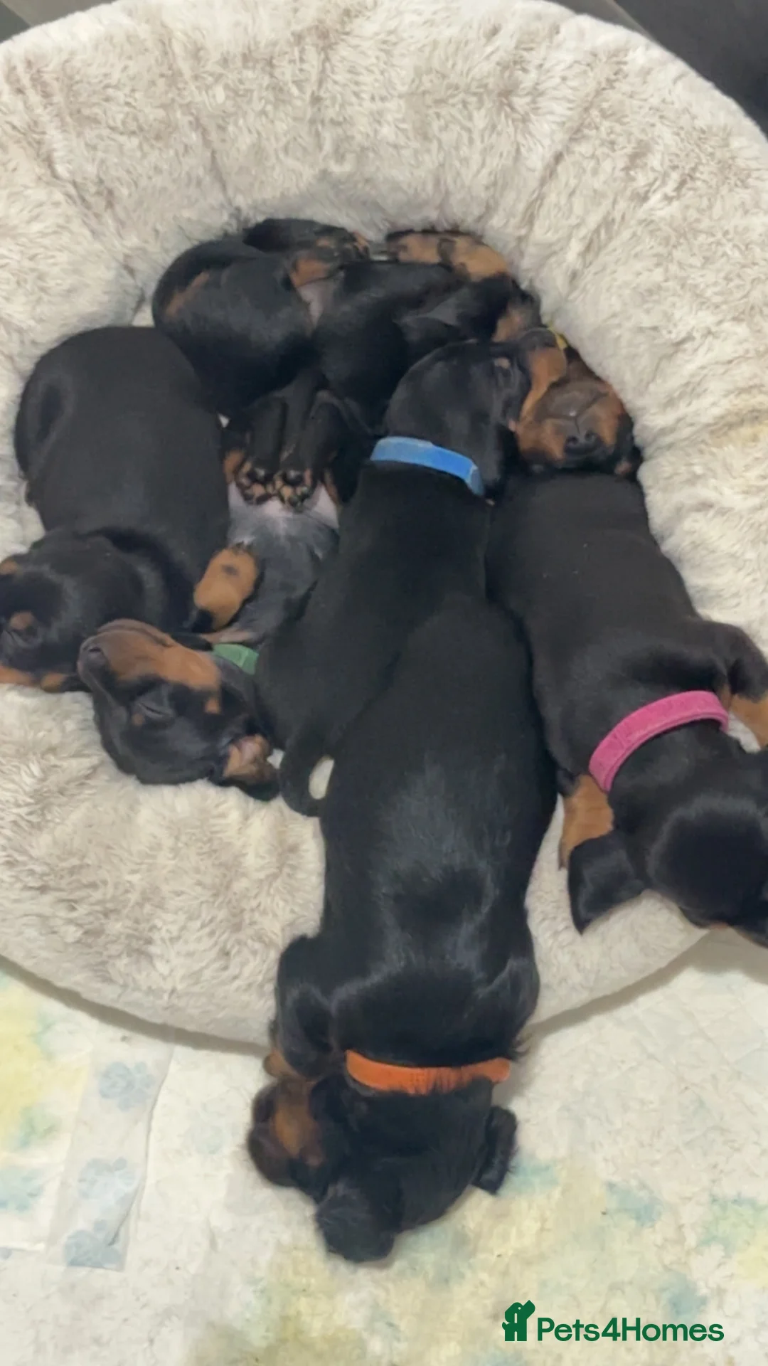 Miniature Dachshund dogs for sale: Miniature Black and Tan dachshunds  in Glenrothes - Advert 2