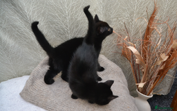 Mixed Breed cats for sale: Beatiful Maine-Coone/Bombay Kittens - Image 11