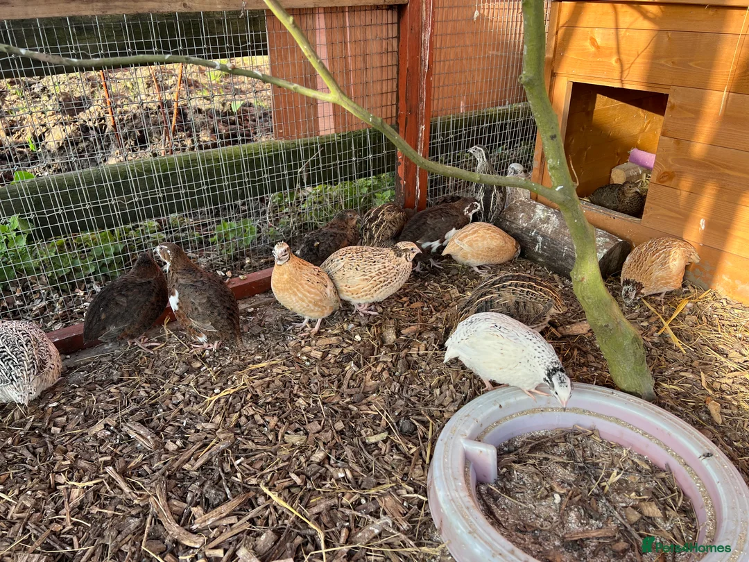 Quail poultry for sale: Mixed sex quails  - Advert 2