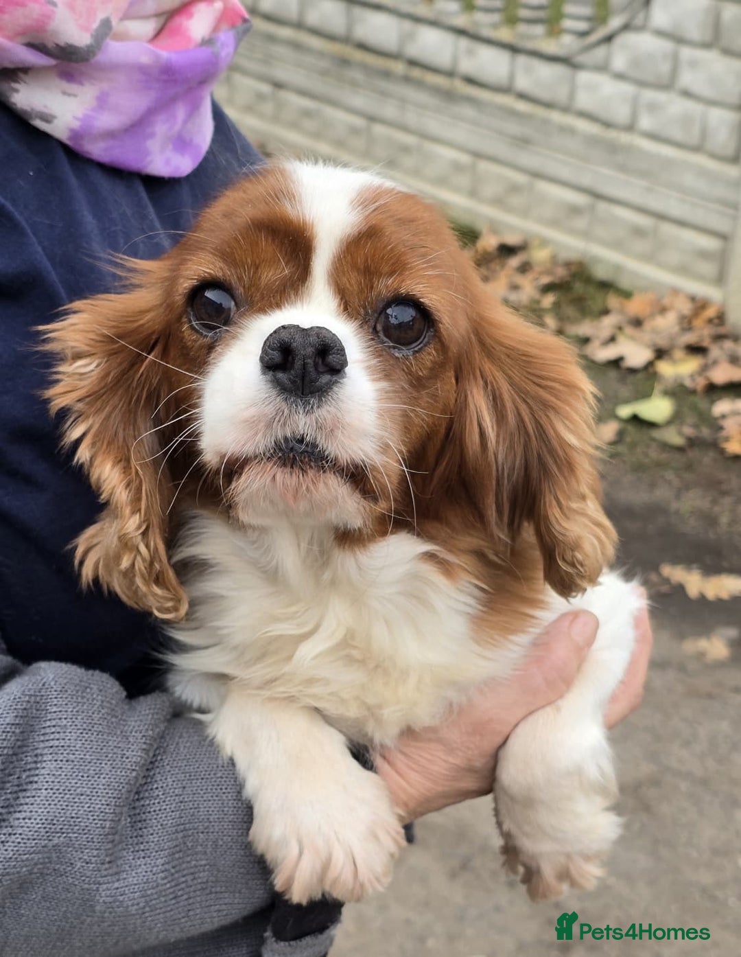 Cavalier King Charles Spaniel dogs for adoption: NIKA – Cavalier King Charles Spaniel (Female) - Advert 4