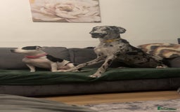 Great Dane dogs for sale: 10 month old, female Great Dane  - Image 3