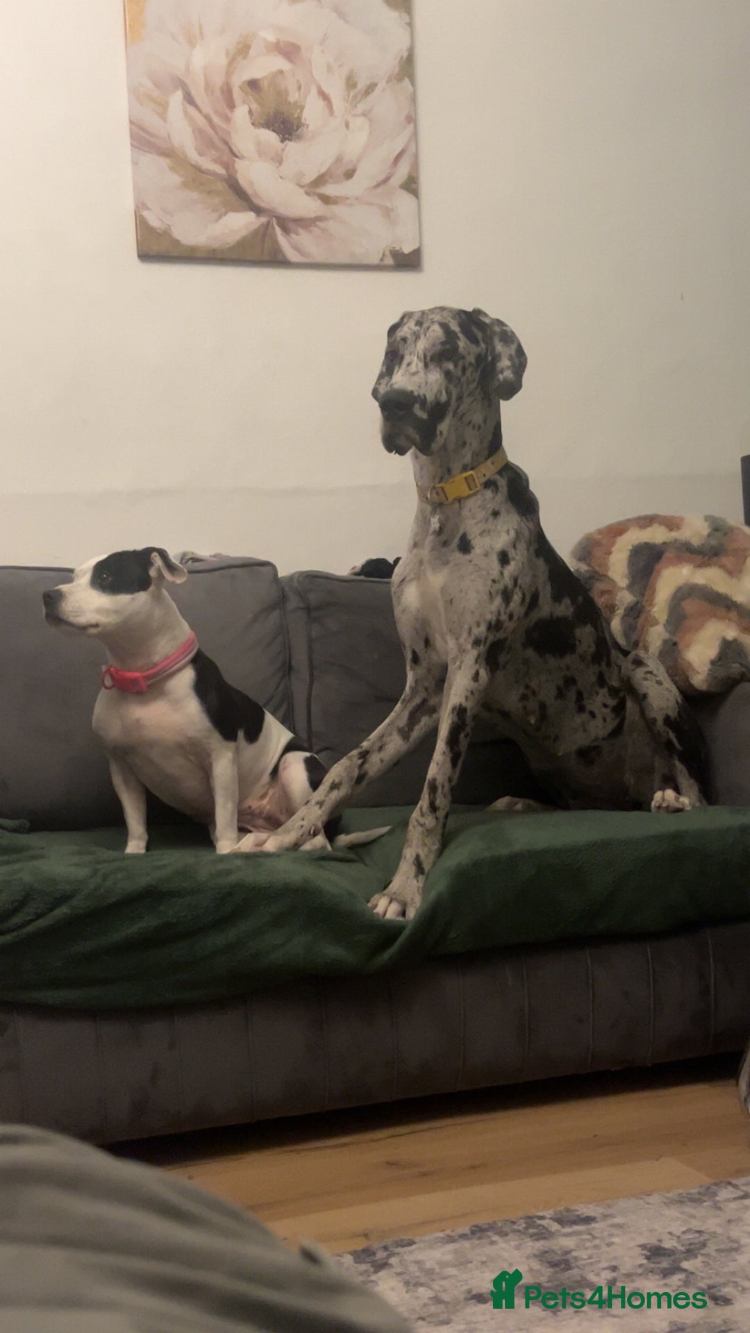 Great Dane dogs for sale: 10 month old, female Great Dane  - Image 3