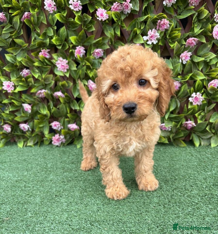 Cavapoo dogs Beautiful Cavapoo  in St Albans - Advert 5