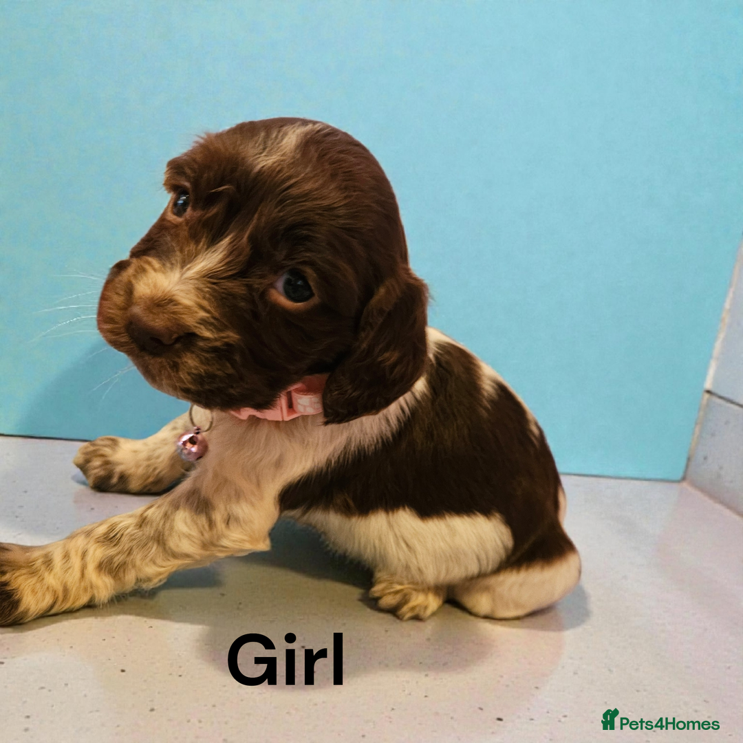 Cocker Spaniel dogs for sale: 6 cocker spaniels  - Advert 3