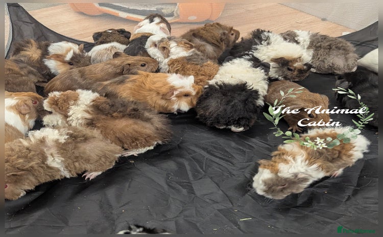 Guinea Pig rodents - Advert 10