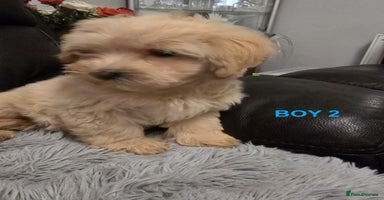 Maltipoo dogs - Advert 8