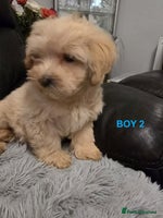 Maltipoo dogs - Advert 5