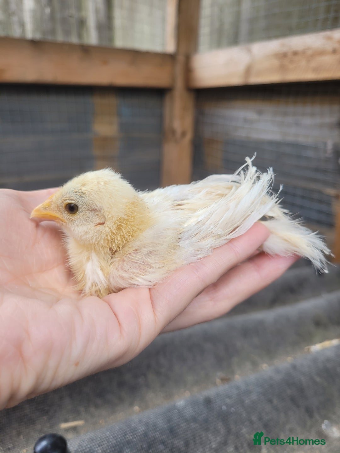 Chickens poultry for sale: Pure Serama Chick Pairs – Silkie Feather Type  - Image 3