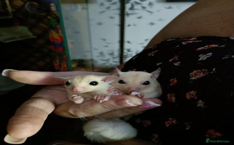 Sugar Glider rodents - Advert 3