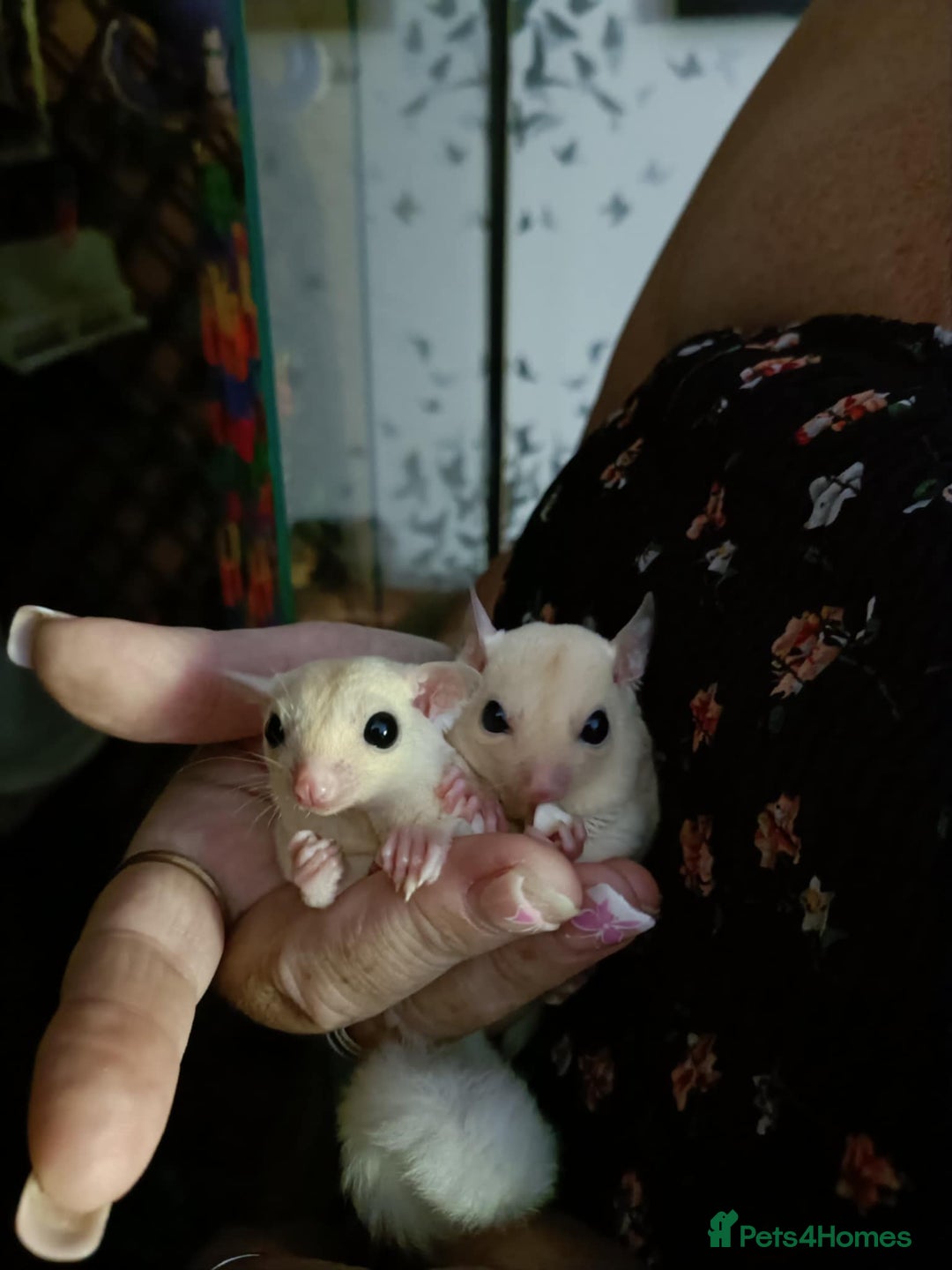 Sugar Glider rodents for sale: Sugar Glider Joeys - Image 1
