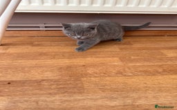 British Shorthair cats for sale: 2 Beautiful British ShortHair  - Image 4