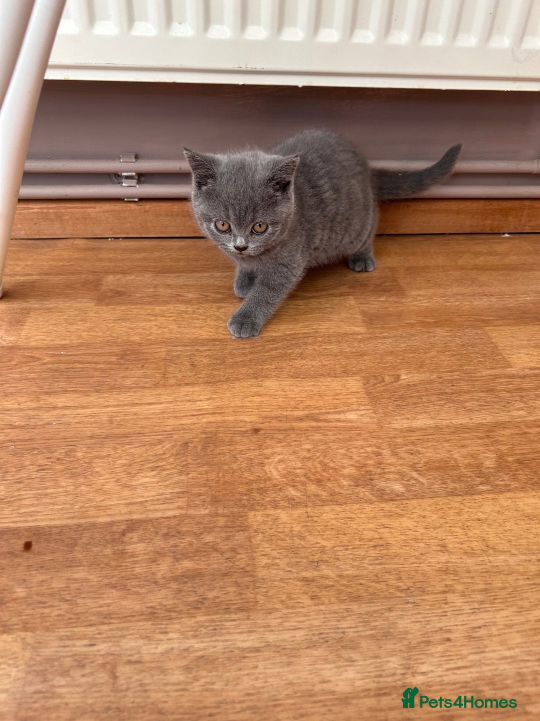 British Shorthair cats for sale: 2 Beautiful British ShortHair  - Image 4