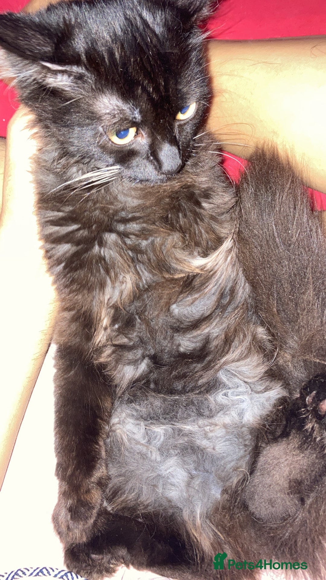 British Longhair cats for sale: british long hair  - Image 15