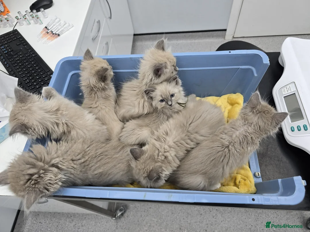 Ragdoll cats for sale: Blue mink / cherubim boy. TICA Active - Advert 9