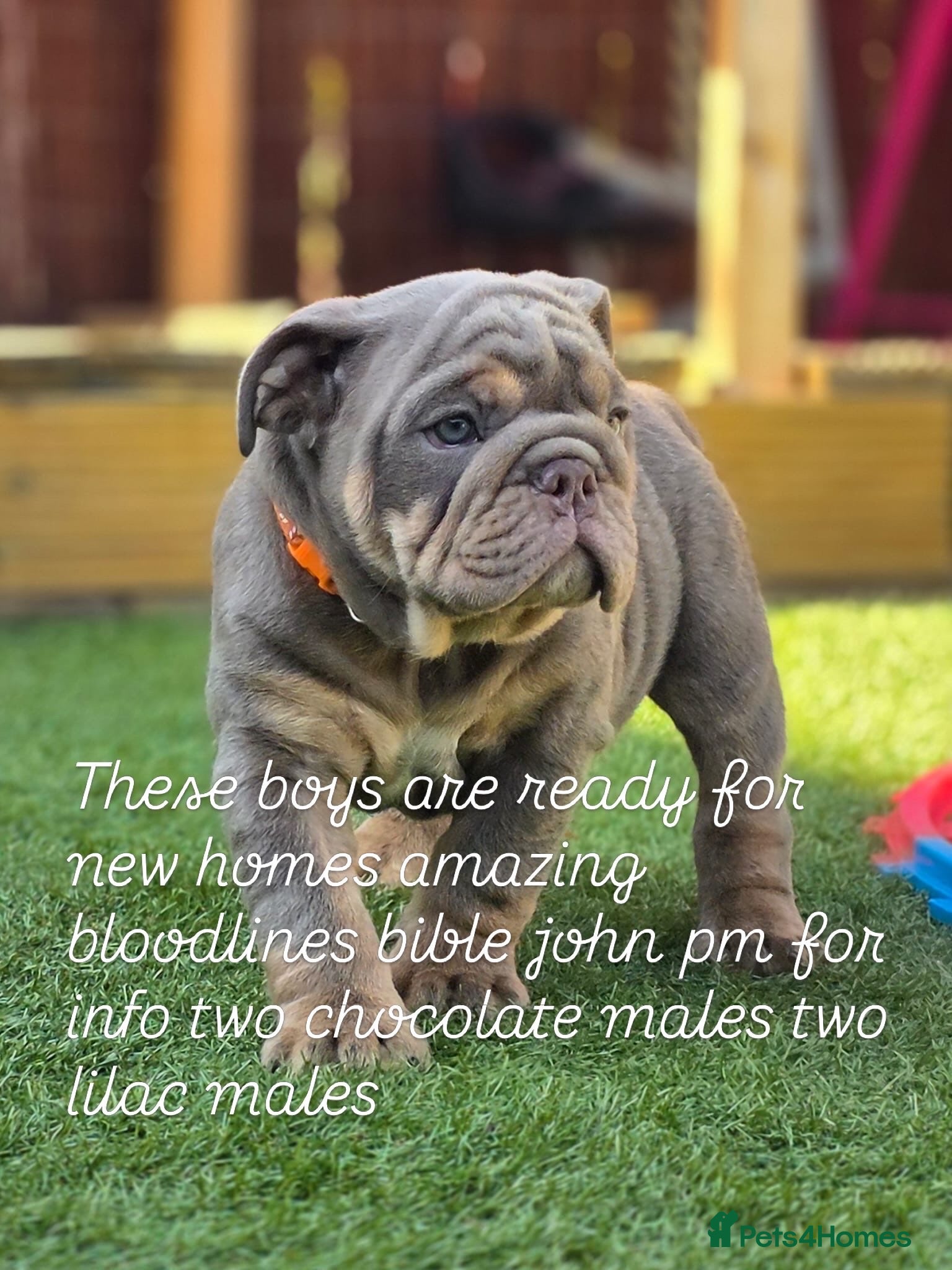 English Bulldog dogs Litter of bulldogs  - Advert 4